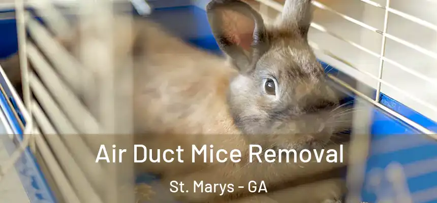  Air Duct Mice Removal St. Marys - GA